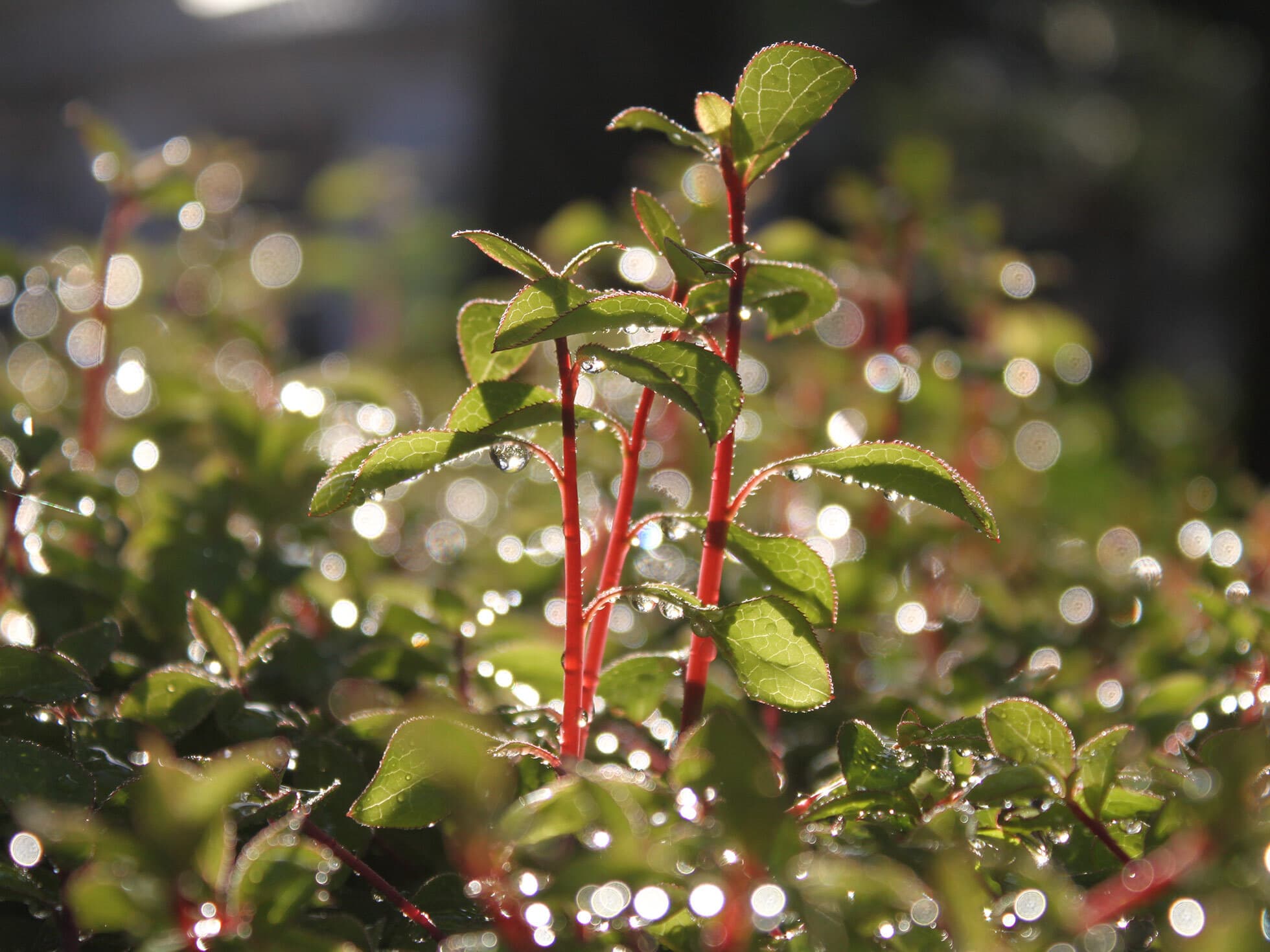 どうだんつつじの画像